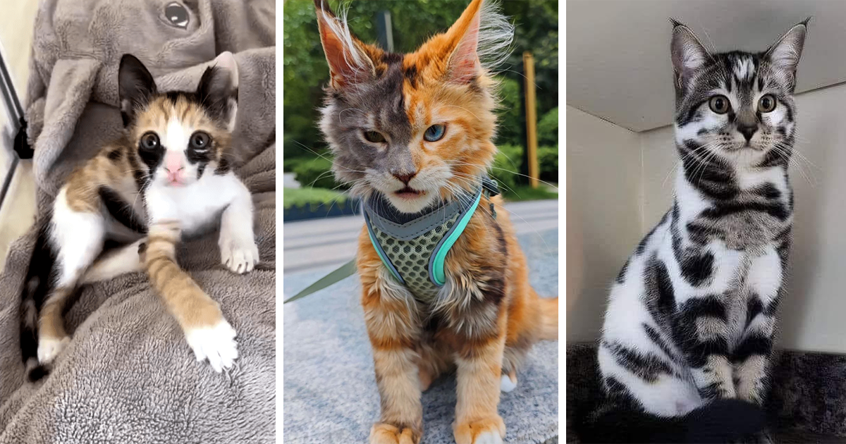 30 Most Fabulous Felines With Unique and Rare Fur Patterns and Markings ...