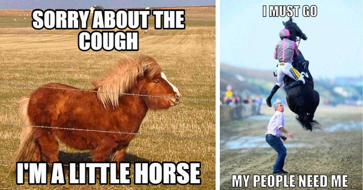 25 Harebrained Horse Memes Haphazardly Spreading Human Humor. Do You 