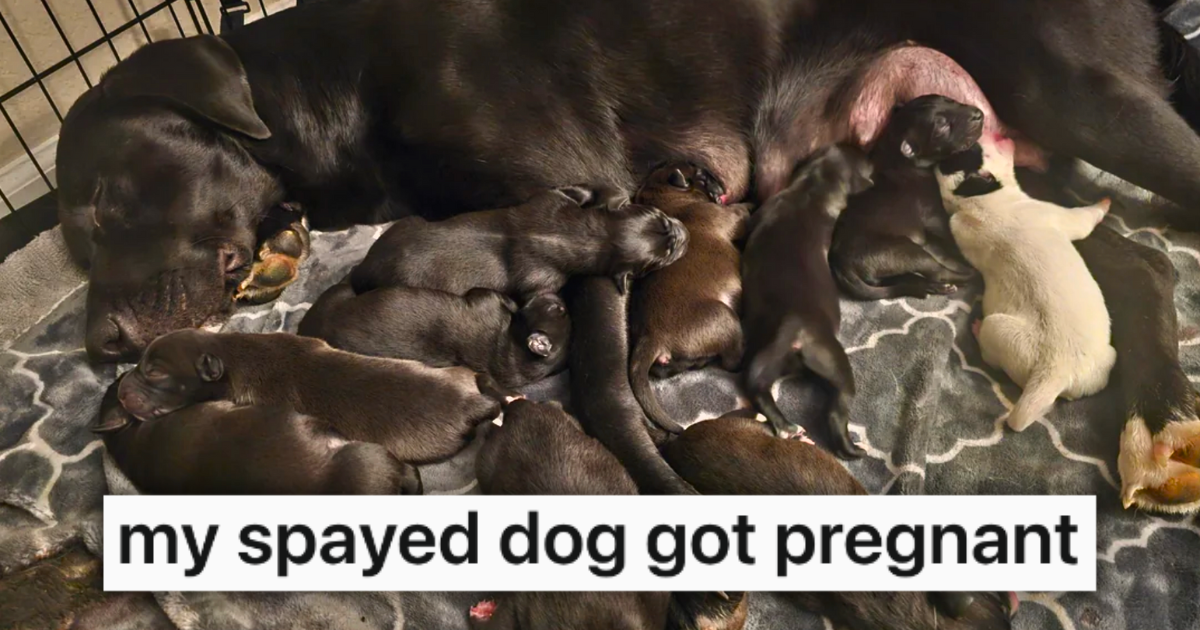 Spayed Dog Momma Mysteriously Gives Birth to 12 Paradoxical Puppies ...
