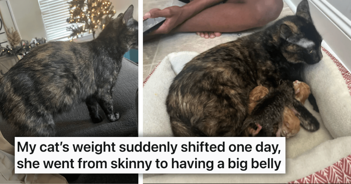 Cute Cat's Weight Suddenly Shifts, Her Hooman Mom Realizes That She Will Deliver Some Awwdorable Christmas Gifts for the Meowlidays