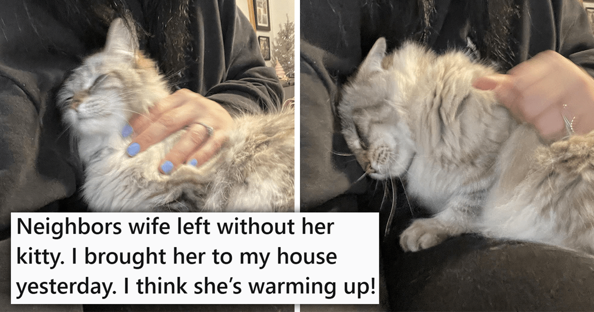 'I think she's warming up': Wife Takes off Suddenly and Leaves Their Cat Behind to the Allergic Husband, Their Kind Neighbor Steps in and Adopt the Sweet Feline Into Their Home