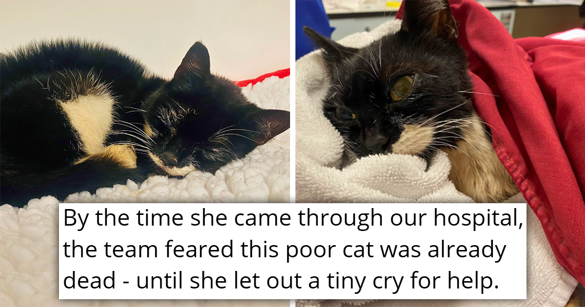 'She was hanging onto life by a thread': Poor Cat Found Freezing and ...