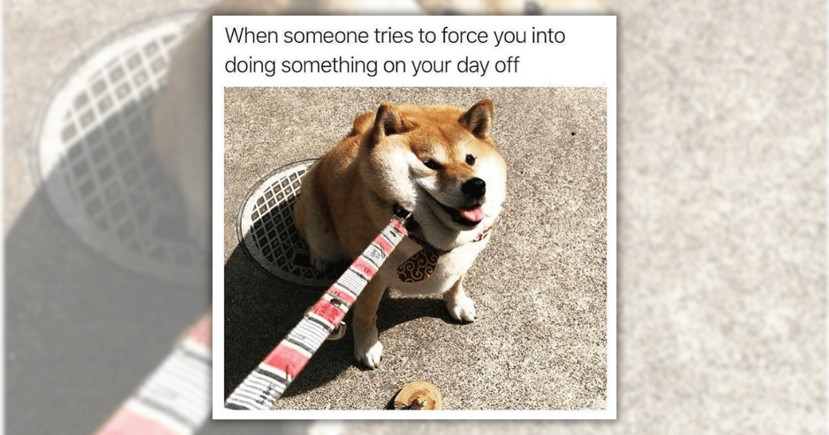 23 Chill Dog Memes to Hang Out With on This Relaxed Sunday With No ...