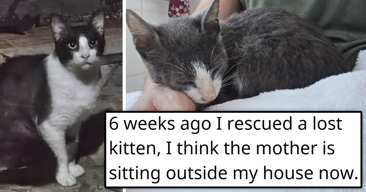 'I rescued a lost kitten': Feral momma cat comes back for her kitten 6 ...