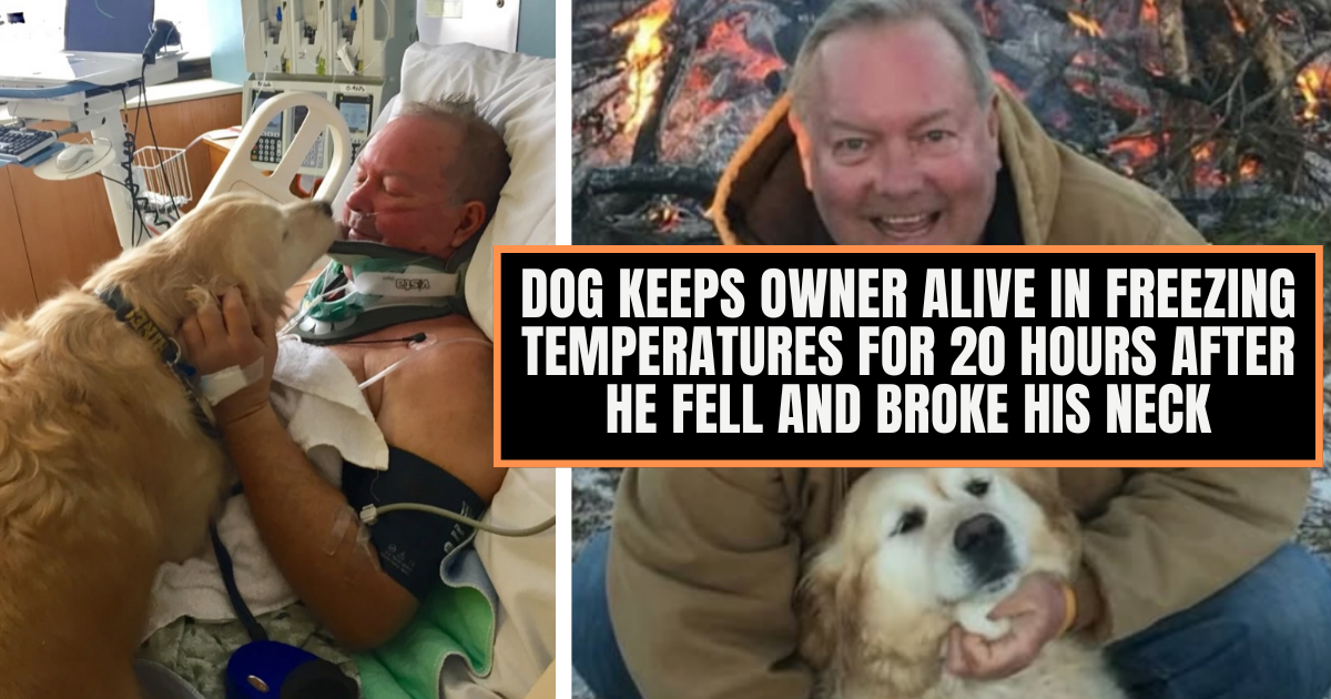 Heartwarming doggo saves his daddy's life by keeping him warm and