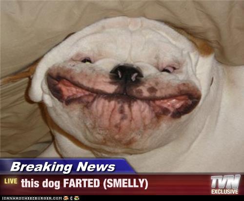 Breaking News - this dog FARTED (SMELLY) - Cheezburger - Funny Memes | Funny Pictures