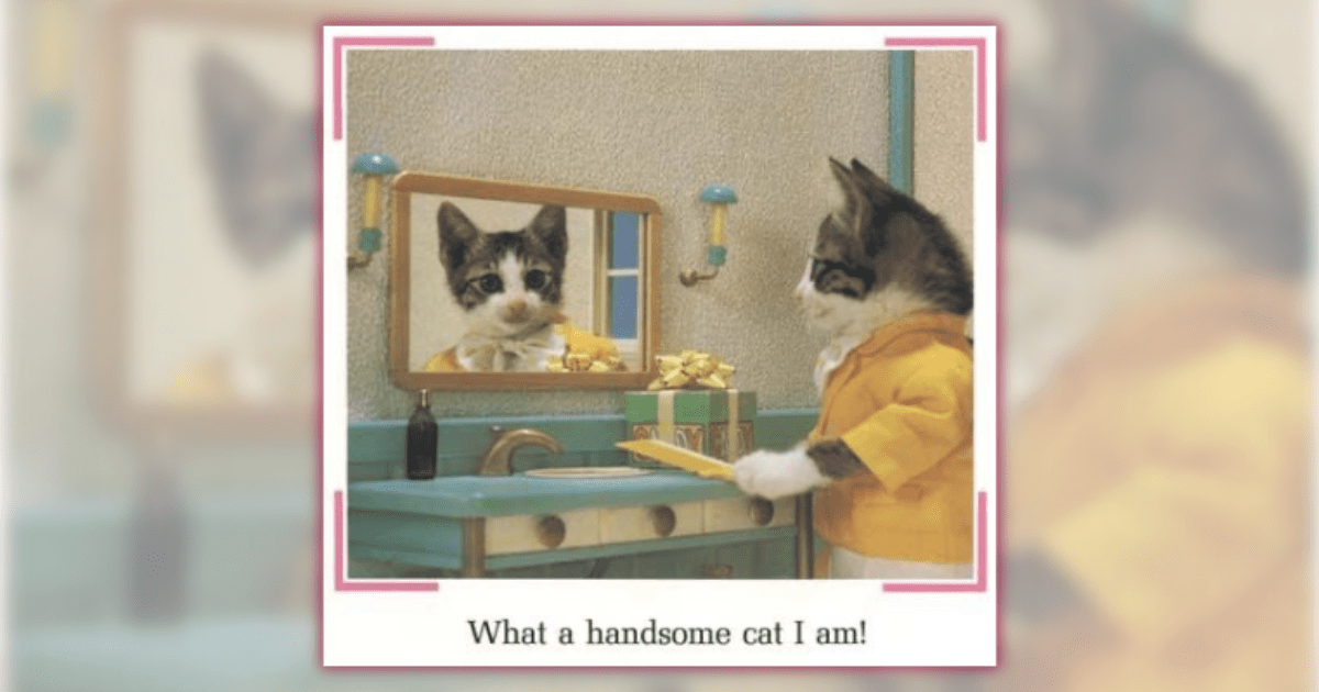 22 Fashionable Felines That Meowdel to the Camera Fetching Fresh and Funny Feels For Today