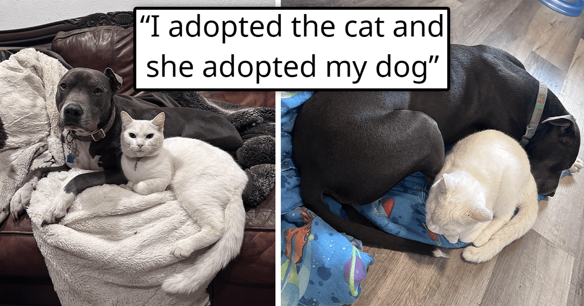 '[My cat] adopted my dog': Newly rescued kitty forms an instant bond with family Pitbull, choosing him as her sibling and snuggling with him every night