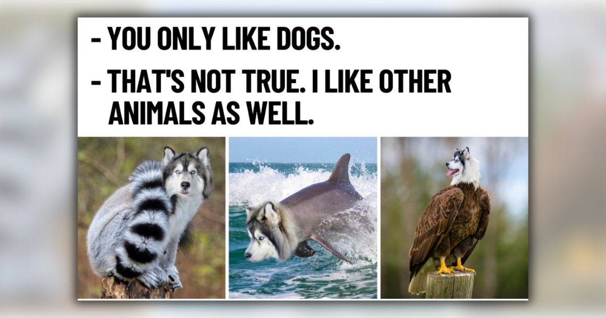 The '27 Club' of 27 Comedic Dog Memes Making Music With Woofs of ...