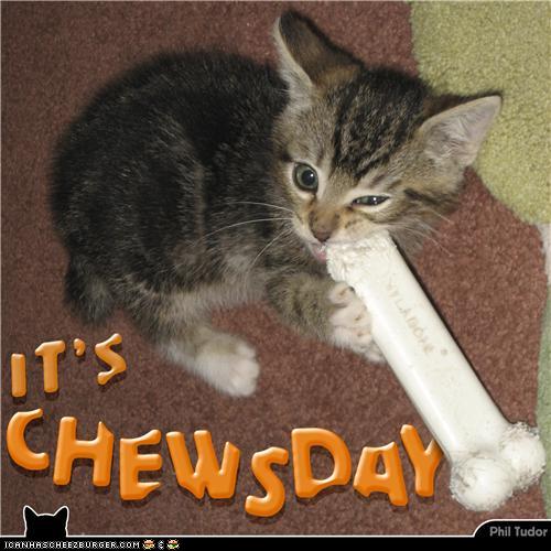 Image result for chewsday meme