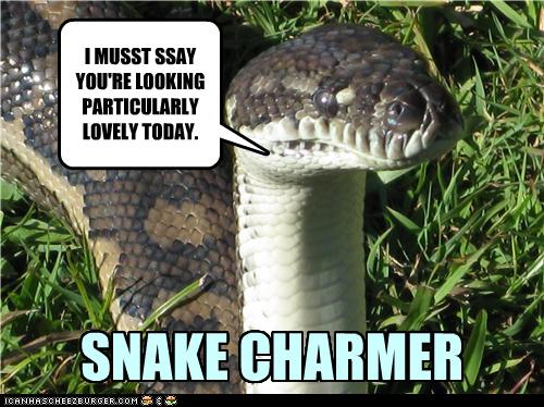 I Can Has Cheezburger? - snake - Page 5 - Funny Animals Online - Cheezburger
