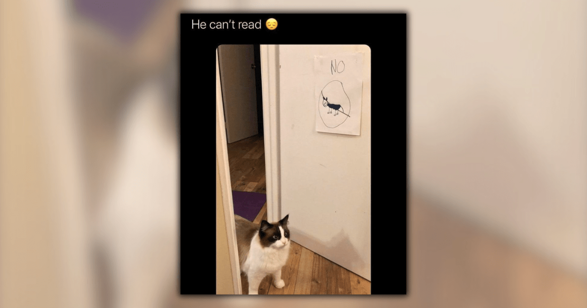 23 Cat Memes Barging in Uninvited to Bring You That Fluff and Laugh