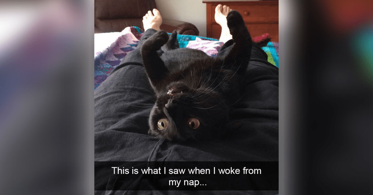 27 Silly Cat Memes That Always Make Us LOL