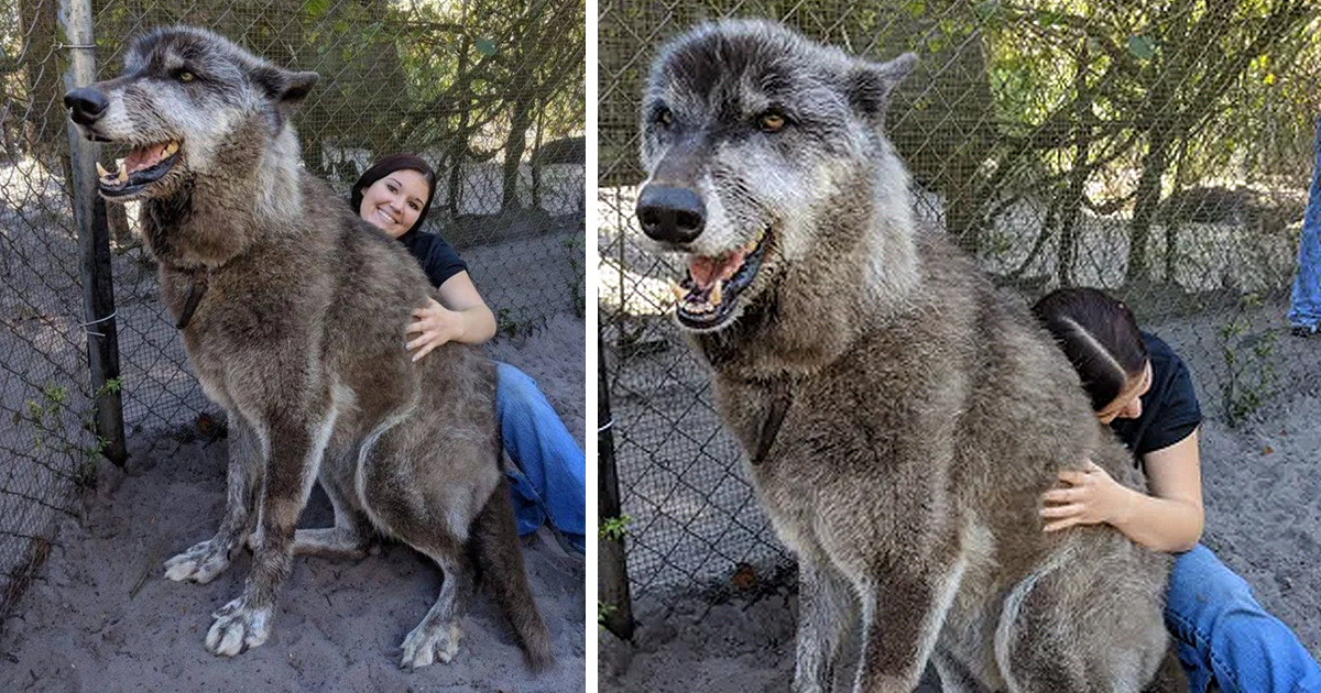 Gentle dog abandoned by owners for getting “too big”, is then thankfully rescued by a shelter where they find out that this canine is not exactly a regular dog