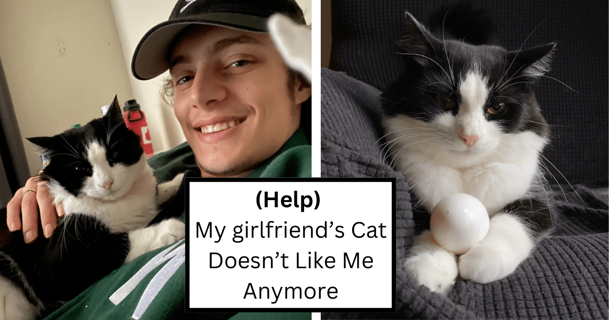 Boyfriend seeks wholesome help from the online cat community after losing his loving relationship with girlfriend’s cat: ‘It really upsets me’