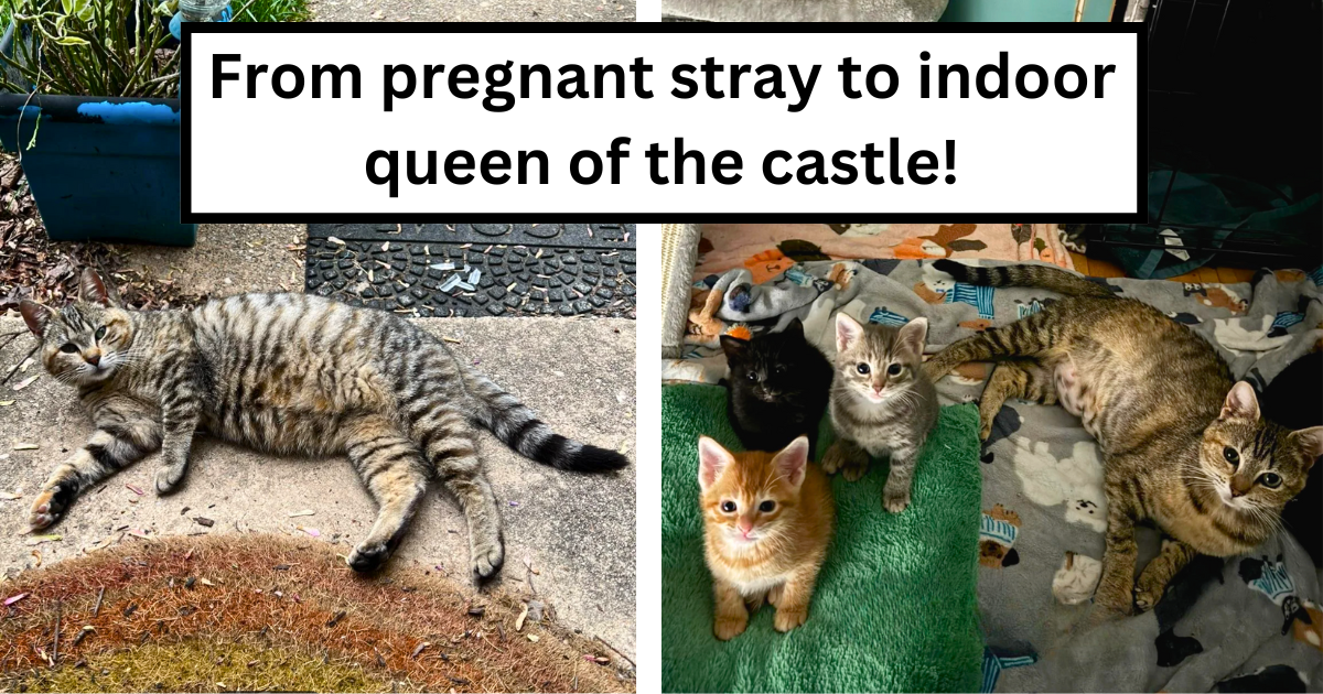 Pregnant kitty gets saved from life on the streets by kind person, she transforms from scared stray to confident mom with her litter of cute kittens: ‘She [is] an amazing mom!’