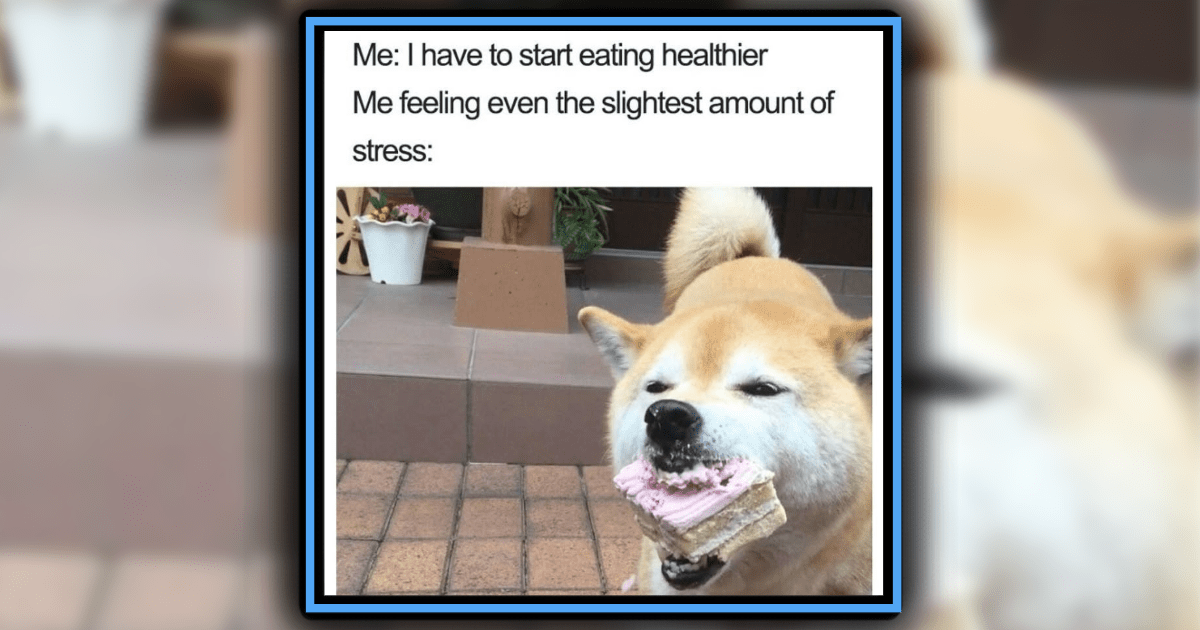 Your Mid-Week Mood-Boosting Morsel of Funny Animal Memes