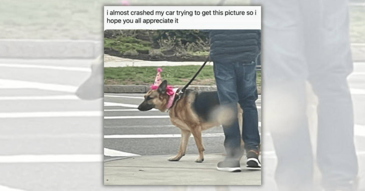 28 Pawfect Doggo Memes to Start the Weekend With a Bowl Full of Purebred Pawsitivity