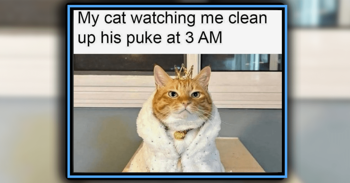 21 Pawrents Who’ve Given Up Arguing With Their Cat Children