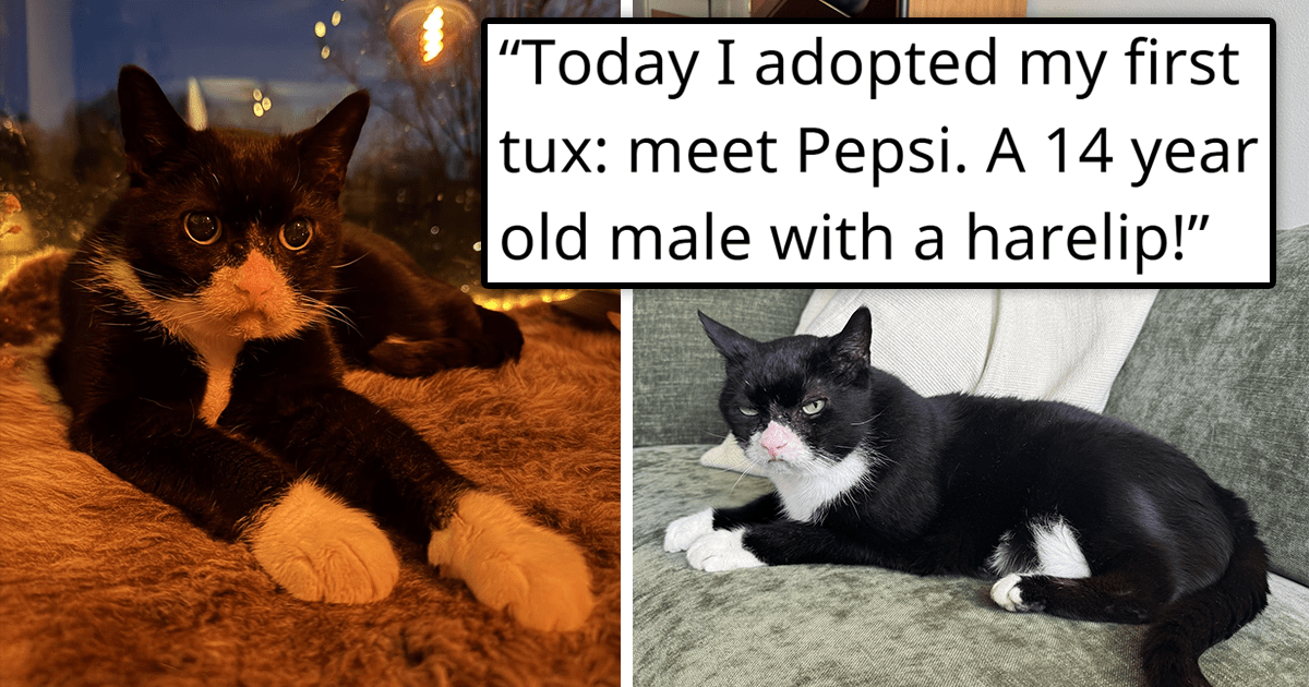 ‘Today I adopted my first tux… a 14 year old male with a harelip!’ 23 Cutest Cat Adoption Stories of the Week for a Pawsitive Day