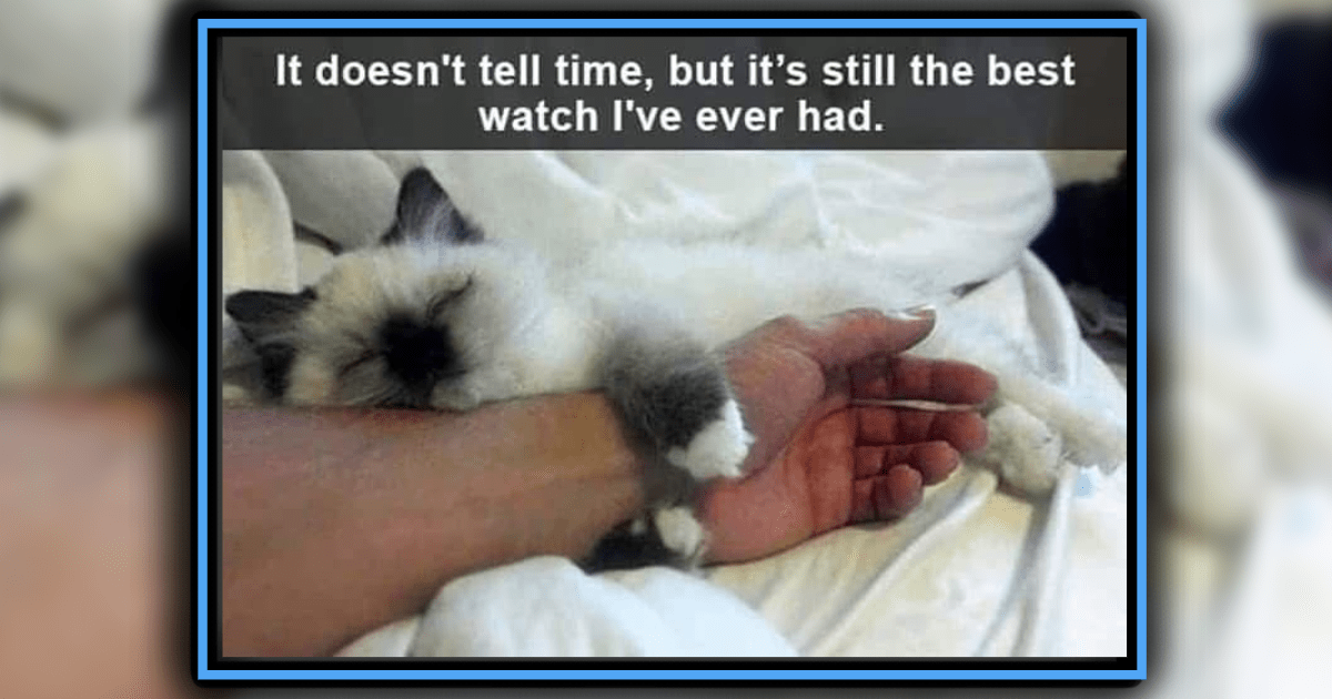 24 Precious Pawsts of Clingy Cat Children Who Won’t Move Out Until Their 30s