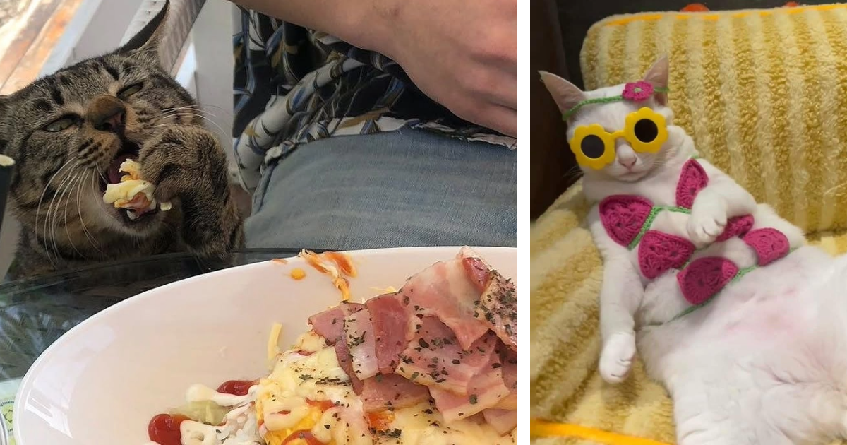 28 House Cats Having the Time of Their Lives Caught on Candid Camera