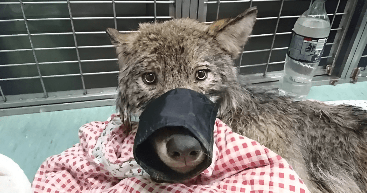 Construction workers save drowning dog in distress, take him for emergency treatment, only to learn that the “dog” is actually a wild wolf: “He was calm… he slept on my legs”