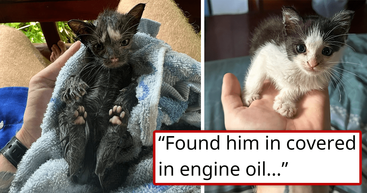 Person rescues a tiny black kitten with pink paws that was covered in engine oil, washes her and finds out she was actually a tuxedo cat underneath: ‘He had surprise color reveal!’