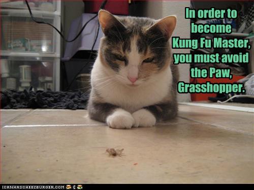 In order to become Kung Fu Master, you must avoid the Paw, Grasshopper. - I  Can Has Cheezburger?