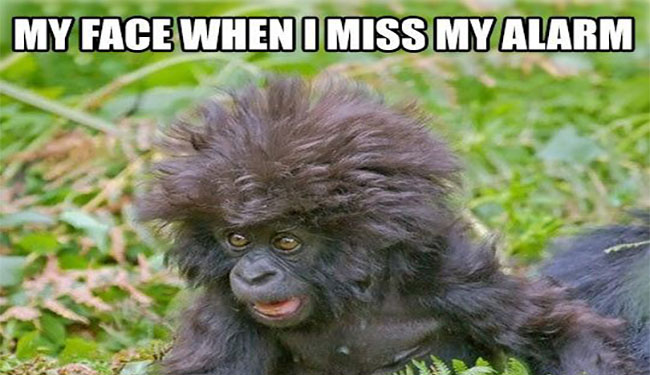 15 Hilarious Monkey Memes To Brighten Your Day I Can Has Cheezburger