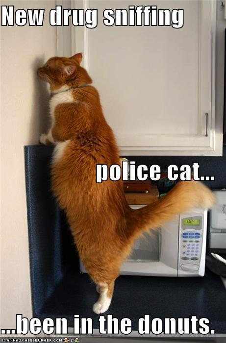 New drug sniffing police cat been in the donuts. - Cheezburger - Funny Memes  Funny Pictures