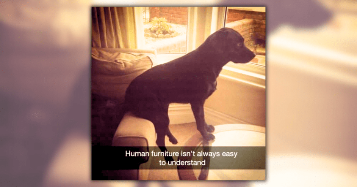 25 Dog Memes for Pawrents With Adorable Dogs Who Live Their Lives in Bliss