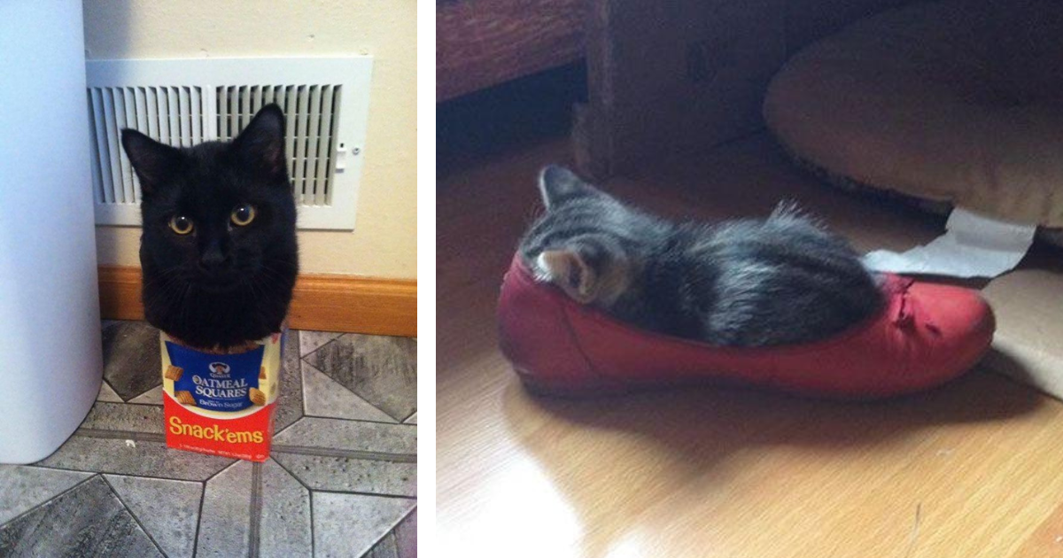 23 Giggle-Worthy Meowments of Chaotic Cats Caught in Questionable Containers