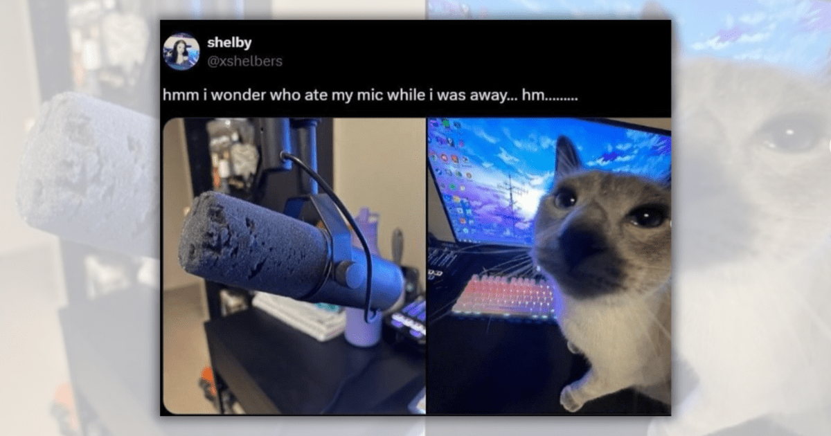 27 Silly Feline Funnies for Burnt-Out Employees Debating If Their Cat Needs a Full Time Nanny