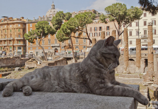 Meet The Stray Cats Living At The Largo Di Torre Argentina Square In Rome Italy I Can Has Cheezburger