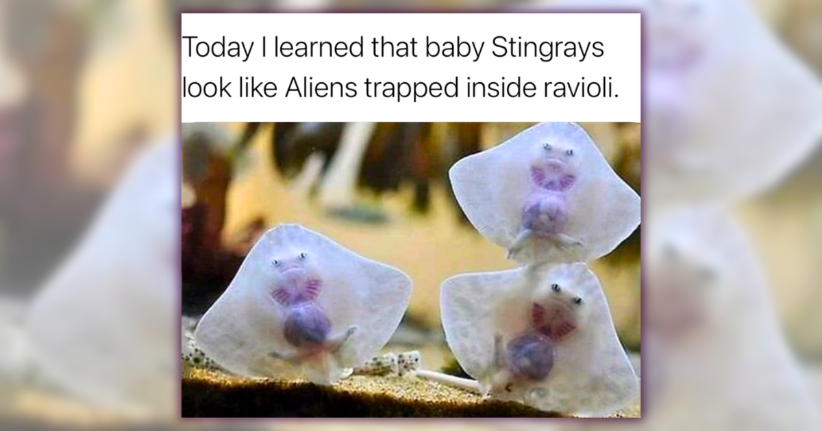 World Wild Web: 26 Wild Animal Memes Making Your Day Wonderfully Weird ...