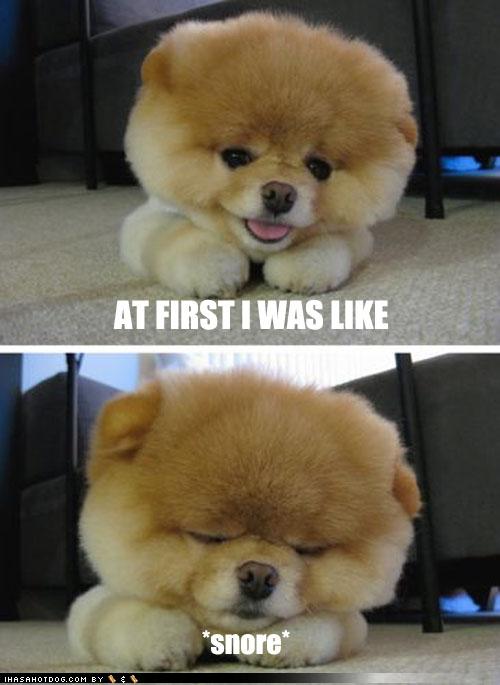 my pomeranian snores