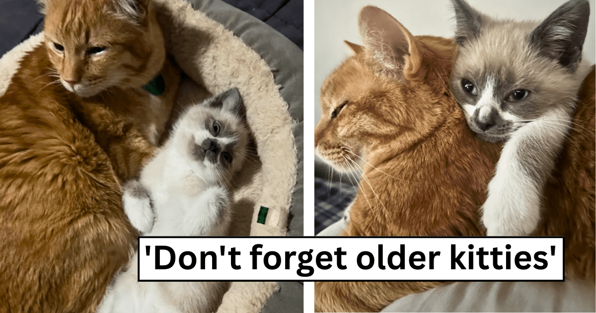 ‘I [have] been "neglecting" my older cat’: Cat pawrent adopts a kitten for their older kitty, which goes ameowzingly, but they wonder if the adult cat was sad before the kitten joined the family