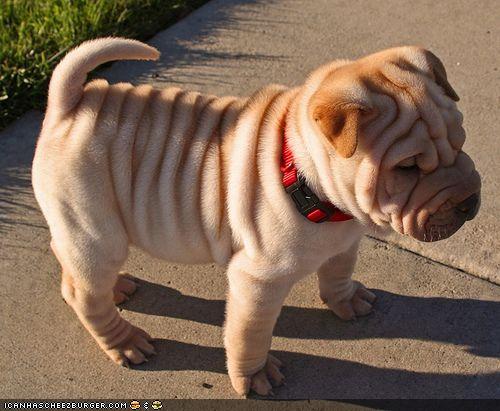 fat dogs with rolls