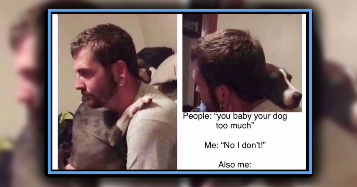 20 Cuddly Dog Memes for Ruff Days - Animal Comedy - Animal Comedy ...