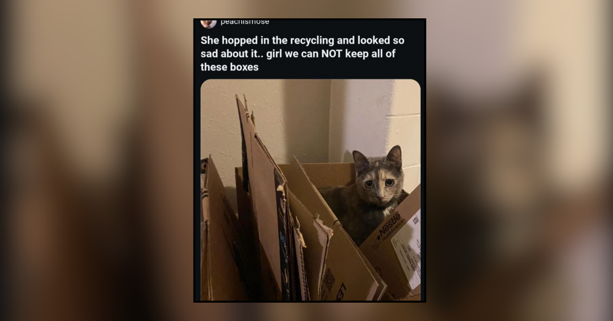 21 Meowrrific Memes of Cats Completely Captivated By Cardboard Boxes ...