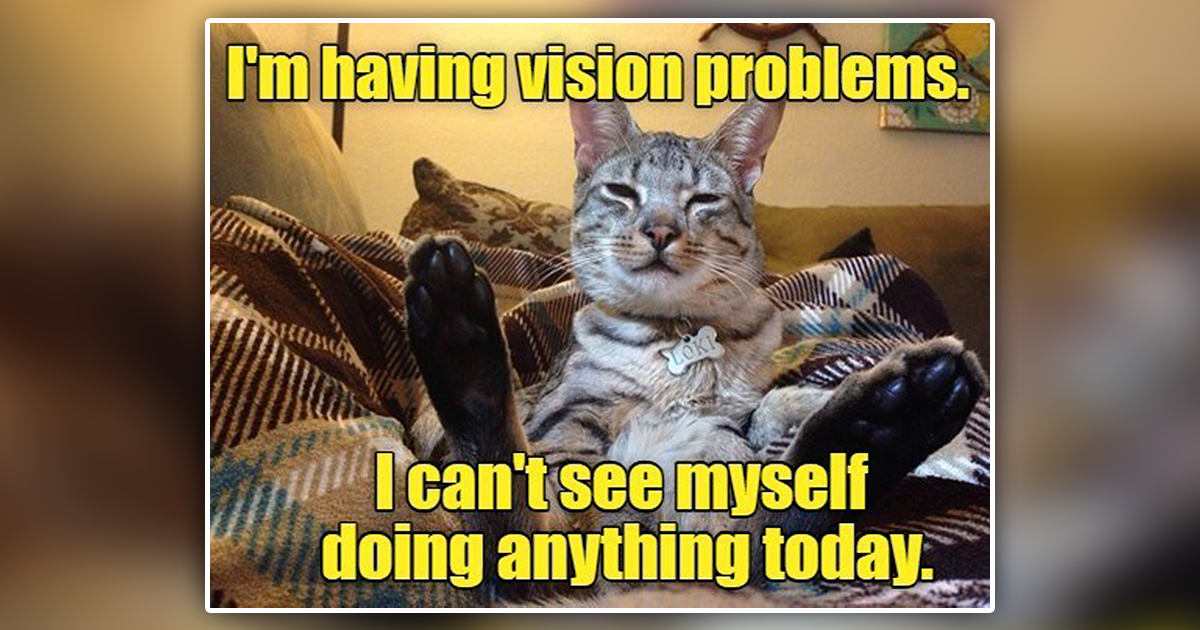 20 Funniest Lol-Worthy Cat Memes of the Week From Your 'I Can Has ...