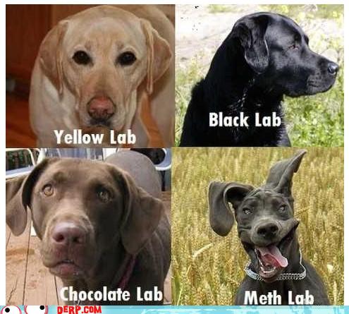 different types of lab dogs