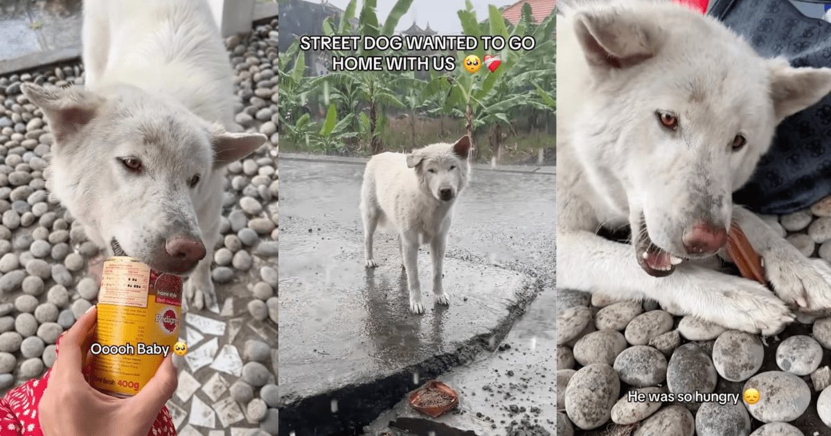Woman rescues serene street dog from pouring rain, she feeds him and takes him home to be her furrever family: 'He is no longer invisible'