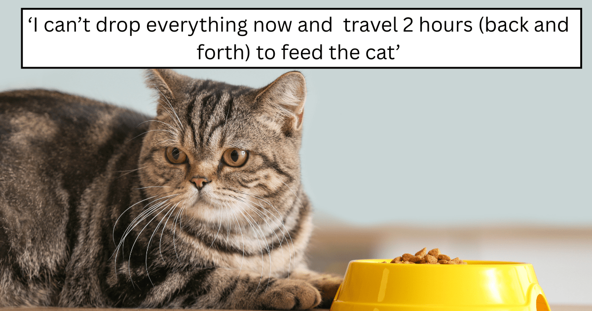 'I don’t feel comfortable talking to her anymore unless she reaches out with an apology': Pawrent erupts after 27-year-old cat sitter refuses a two-hour trip to feed the cat an extra meal, leaving their friendship hanging by a whisker