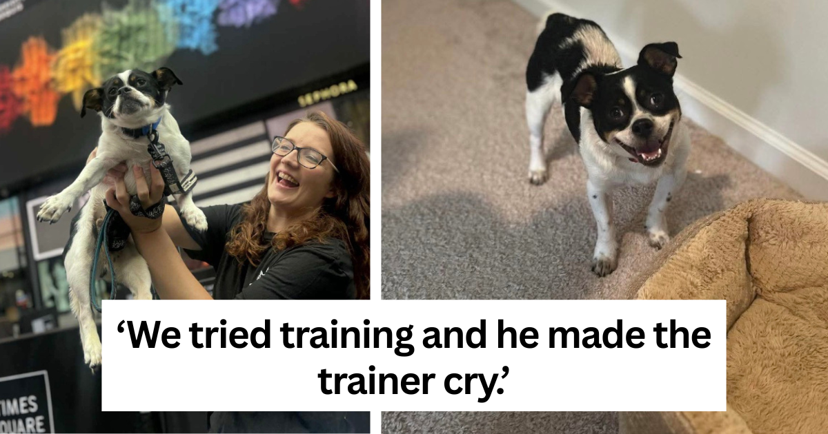 Doggo gets invited on the Today Show after his howlarious adoption post