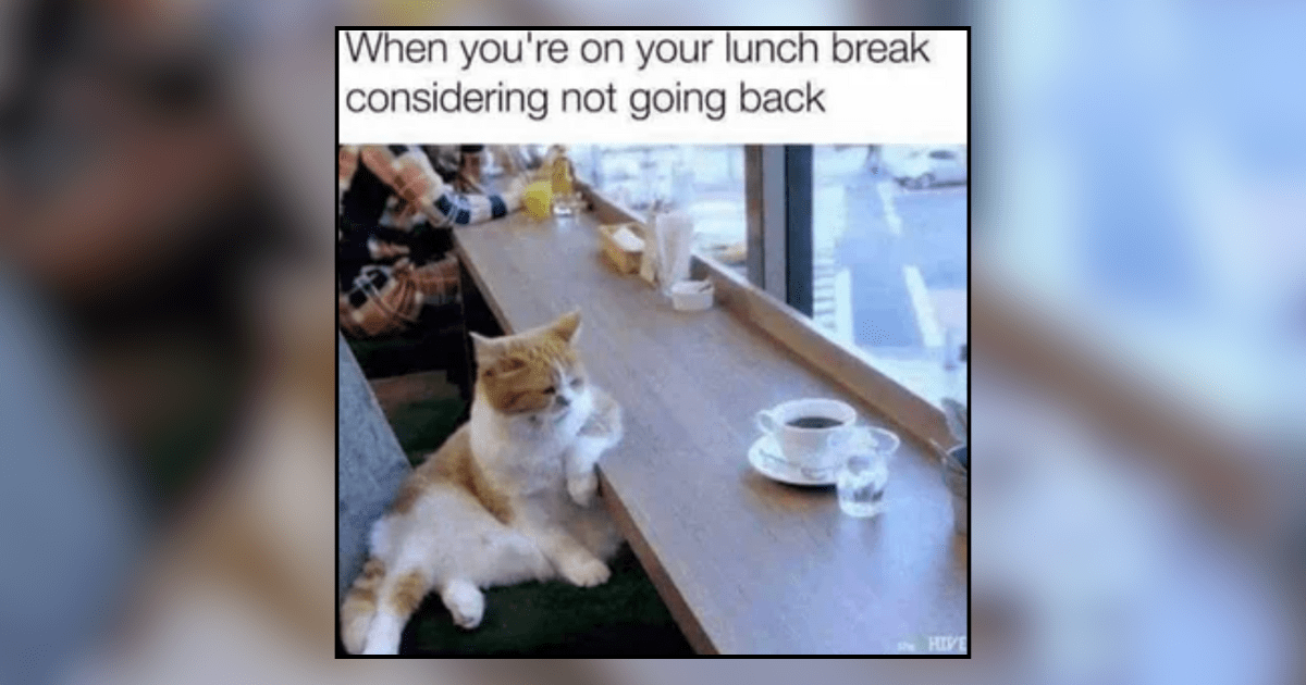 21 Cattastic Memes to Pass Time on Your Lunch Break