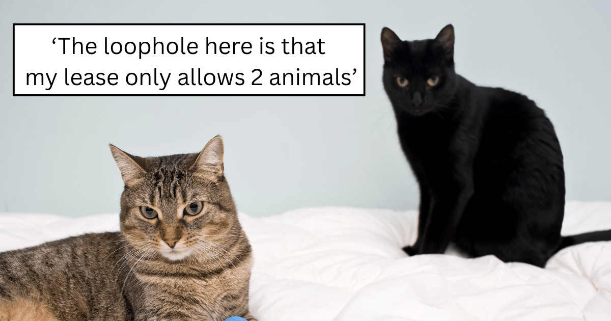 'She is not willing to abide by the original terms agreed on': Cat drama pushes concerned pawrent to tell landlord to enforce the two pet pawlicy, protecting her cat but risking friendship with her bestie roomie