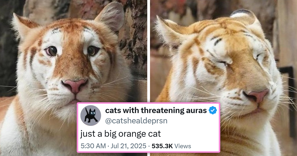20 of the Funniest and Freshest Feline Tweets to Fill Your Week With Pawsitivity (July 27, 2025)