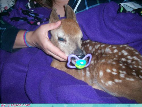 Deer pacifier 2024